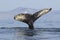 Tail humpback whale who dives into the water on the background o