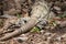 Tail of an iguana basking in Mexican sun.