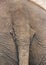 Tail of the Indian Elephant