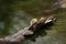 Tail of Nile crocodile Crocodylus niloticus in the water