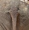 Tail rear elephant