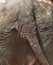 Tail rear elephant