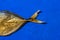 Tail smoked oceanic fish vomer Selena on a blue background. . Top view