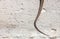 Tail of a snake on a concrete wall
