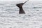 The tail of sperm whale. Kaikoura, South Island. New Zealand