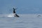 The tail of sperm whale Physeter macrocephalus or cachalot with island in background and with small flock of the Cory`s