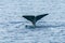 Tail of Sperm Whale at sunset while diving