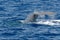 Tail of Sperm Whale at sunset while diving