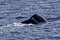 Tail of Sperm Whale about to Dive