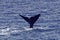 Tail of Sperm Whale about to Dive