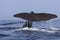 Tail of a sperm whale which dives into the water a summer da