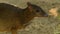 Tail To Head Of Chevrotain