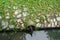 Tail of Varanus salvator in the drain at Benjakiti Park.