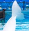 Tail white dolphin in the pool