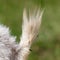 Tail of a white goat in nature