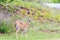 While-tailed deer foraging in Arrowhead State Park in Canadian, Oklahoma