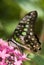 Tailed Jay Butterfly