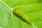 Tailed Jay Graphium agamemnon caterpillar