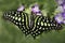 Tailed Jay resting