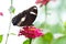 Tailed Judy, Abisara Neophron butterfly perched on flowers