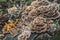 Tailed mushrooms growing on tree stump