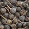 Tailed pepper cubeb close up