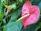 Tailflower Anthurium andraeanum, Painter`s palette, Flamingo flower, Laceleaf, Die Grosse Flamingoblume oder Anthurie