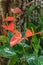 Tailflower Anthurium andraeanum  tailflower, painter`s palette, flamingo flower, and laceleaf  in greenhouse