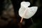 Tailflower bloom. Flamingo flower blooming. Anthurium. White blossom.