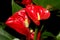 Tailflower, Flamingo flower, Anthurium andraeanum, popular house plant