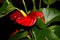 Tailflower, Flamingo flower, Anthurium andraeanum, popular house plant