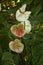 Tailflower, Painter`s palette, Flamingo flower, Laceleaf Anthurium Andreanum.