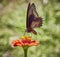 Tailless swallowtail, Battus polydamas, gold rim swallowtail butterfly, on a deep pink Zinnia flower with great background blur.