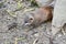 tailless tenrec (Tenrec ecaudatus)