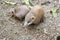 tailless tenrec (Tenrec ecaudatus)