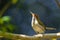 Tailorbird