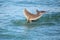 Tails of diving Common bottlenose dolphins