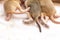 Tails and paws of cute small mice babies. Closeup image