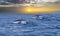 Tails whales ocean water sunset