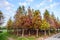 Tainan Liujia, Taiwan - January 26, 2018: Colorful and beautiful winter taxodium distichum forest with blue sky.