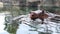 Taipei, Taiwan - March 12 2021: hippo at the Taipei Metropolitan Zoo