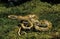 Taiwan Beauty Snake, elaphe taeniura frisei, Adult standing on Moss