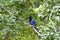 Taiwan Blue Magpie