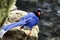 Taiwan Blue Magpie