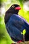 Taiwan Blue Magpie