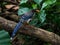 Taiwan blue magpie bird perching on a tree on the ground