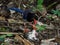 Taiwan blue magpie bird perching on a tree on the ground