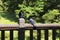 Taiwan blue magpie in Yangmingshan national park,  Taiwan