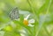 Taiwan Butterfly (Acytolepsis puspa myla) on a Branches and leaves