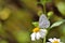 Taiwan Butterfly (Celastrina lavendularis himilcon) on a flower